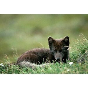 Umělecká fotografie Arctic Fox Laying in the Grass, Natalie Fobes, (40 x 26.7 cm)