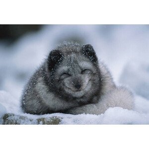 Umělecká fotografie Polar fox cub, winter, Herbert Kehrer, (40 x 26.7 cm)