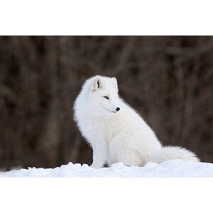 Umělecká fotografie Portrait of Arctic Fox, Adria  Photography, (40 x 26.7 cm)