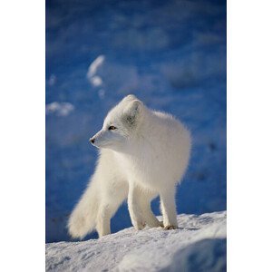 Umělecká fotografie Arctic Fox, John Conrad, (26.7 x 40 cm)