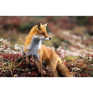 Umělecká fotografie Fox in a autumn mountain, keiichihiki, (40 x 26.7 cm)