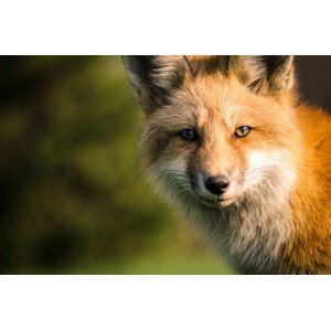 Umělecká fotografie A fox., Will Faucher, (40 x 26.7 cm)
