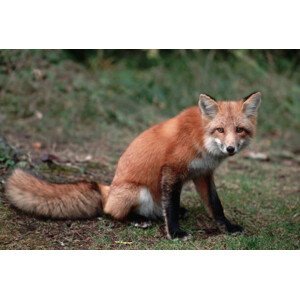 Umělecká fotografie Red Fox Sitting, Layne Kennedy, (40 x 26.7 cm)