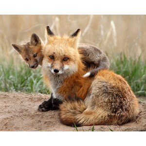 Umělecká fotografie Red fox, Pat Gaines, (40 x 30 cm)