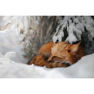 Umělecká fotografie Close-up of squirrel on snow covered, Grzegorz Bukalski / 500px, (40 x 26.7 cm)