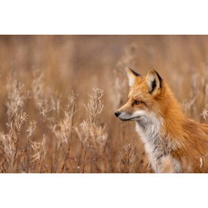 Umělecká fotografie Close-up of red fox on field,Churchill,Manitoba,Canada, Rick  Little / 500px, (40 x 26.7 cm)