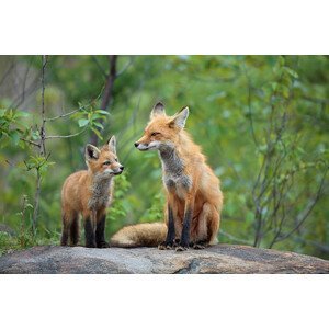 Umělecká fotografie Red Fox & Kit, mlorenzphotography, (40 x 26.7 cm)