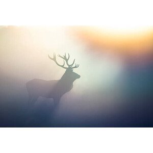 Umělecká fotografie Red Deer(Cervus elaphus), DamianKuzdak, (40 x 26.7 cm)