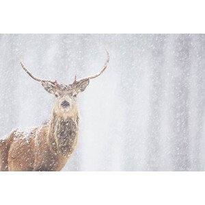 Umělecká fotografie Red deer Cervus elaphus, stag in winter, Scotland, James Silverthorne, (40 x 26.7 cm)