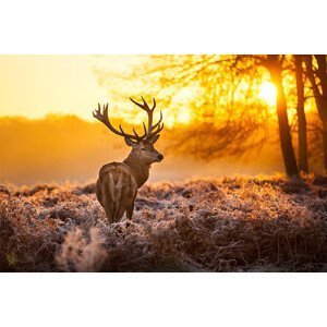 Umělecká fotografie Red deer, arturasker, (40 x 26.7 cm)