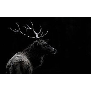 Umělecká fotografie The deer soul, Massimo Mei, (40 x 24.6 cm)