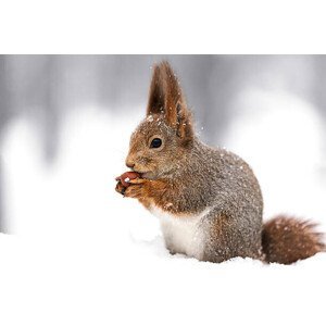 Umělecká fotografie squirrel sitting on snow with a, Mr_Twister, (40 x 26.7 cm)