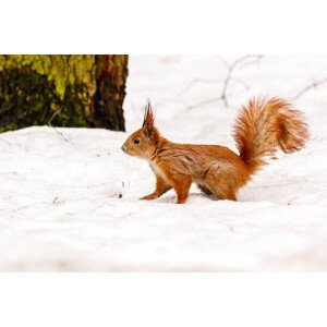 Umělecká fotografie beautiful squirrel on the snow eating a nut, Minakryn Ruslan, (40 x 26.7 cm)