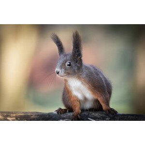 Umělecká fotografie Adventures of cute and funny squirrel, Barbara Cerovsek, (40 x 26.7 cm)
