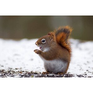 Umělecká fotografie Red Squirrel on snow, Adria  Photography, (40 x 26.7 cm)