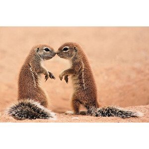 Umělecká fotografie Kissing ground Squirrels, AdelevSchalkwyk, (40 x 26.7 cm)