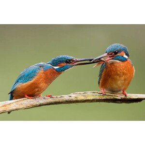 Umělecká fotografie Two common kingfishers, alcedo atthis passing, JMrocek, (40 x 26.7 cm)