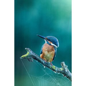 Umělecká fotografie Close-up kingfisher, Federico Ranalli, (26.7 x 40 cm)