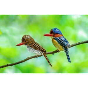 Umělecká fotografie Beautiful couple of Banded Kingfisher birds, boonchai wedmakawand, (40 x 26.7 cm)