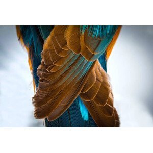 Umělecká fotografie Kingfisher Wing Detail Background Structure Feather, wWeiss Lichtspiele, (40 x 26.7 cm)