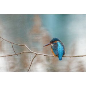 Umělecká fotografie Close-up of kingfisher perching on branch, mattiselanne / 500px, (40 x 26.7 cm)