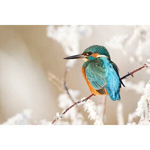 Umělecká fotografie Kingfisher, Alcedo atthis, MikeLane45, (40 x 26.7 cm)
