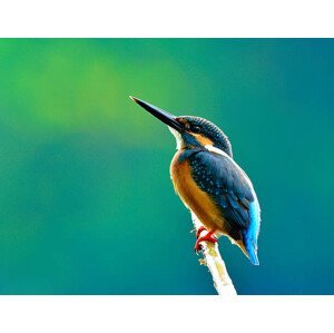 Umělecká fotografie Common kingfisher  a beautiful blue, PrinPrince, (40 x 30 cm)