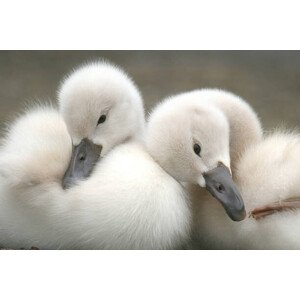 Umělecká fotografie Close-up of geese,Japan, Hisao Yamaguchi / 500px, (40 x 26.7 cm)