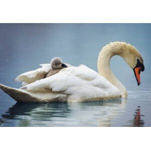Umělecká fotografie Sleepy Mute Swan Cygnet Takes a Ride on Mom's Back, Vicki Jauron, Babylon and Beyond Photography, (40 x 26.7 cm)