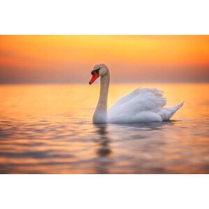 Umělecká fotografie White swan in the sea water,sunrise shot, valio84sl, (40 x 26.7 cm)