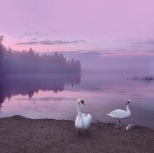 Umělecká fotografie Mute swans with cygnets, Milamai, (40 x 40 cm)