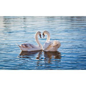 Umělecká fotografie Love swans, Nevena Uzurov, (40 x 24.6 cm)