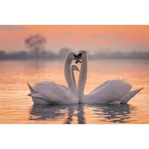 Umělecká fotografie Swans floating on lake during sunset, SimonSkafar, (40 x 26.7 cm)