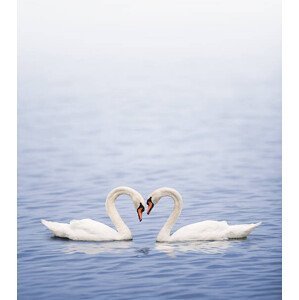 Umělecká fotografie Swans on a lake happily in love, Grafissimo, (35 x 40 cm)