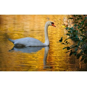 Umělecká fotografie Side view of swan swimming in lake, Stephan Gehrlein / 500px, (40 x 26.7 cm)