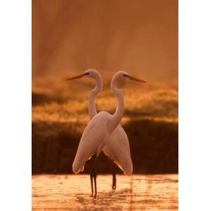 Umělecká fotografie Great egret, tahir abbas, (26.7 x 40 cm)