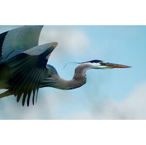 Umělecká fotografie Blue Heron Flight, niknikon, (40 x 26.7 cm)