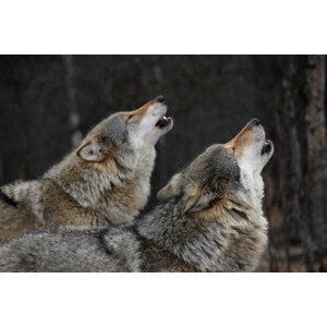 Umělecká fotografie Howling wolves, Bjarne Henning Kvaale, (40 x 26.7 cm)