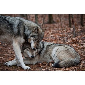 Umělecká fotografie Affectionate Grey Wolves, RamiroMarquezPhotos, (40 x 26.7 cm)