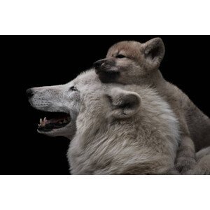 Umělecká fotografie Mother's love between arctic wolf and, Thomas Marx, (40 x 26.7 cm)