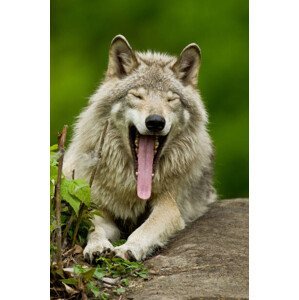 Umělecká fotografie Portrait of gray wolf yawning, Parc, Maxime Riendeau, (26.7 x 40 cm)