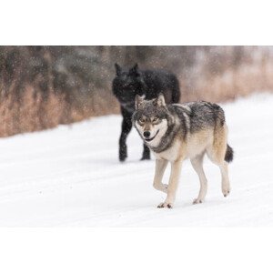 Umělecká fotografie Wild Wolves, canis lupus, in the Canadian Rockies, Colleen Gara, (40 x 26.7 cm)