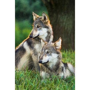 Umělecká fotografie Two Gray Wolves (Canis lupus) Indiana, USA, Alex Hibbert, (26.7 x 40 cm)