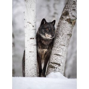 Umělecká fotografie Wolf in the USA, Kathleen Reeder Wildlife Photography, (30 x 40 cm)