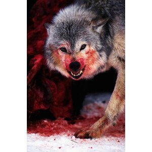 Umělecká fotografie Grey wolf (Canis lupus) snarling over fresh kill, John Giustina, (26.7 x 40 cm)