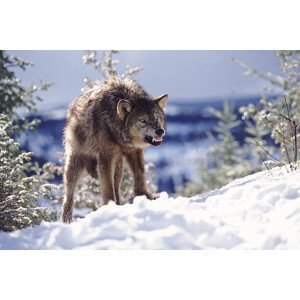 Umělecká fotografie Snarling Wolf, Terry W. Eggers, (40 x 26.7 cm)