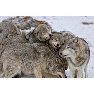 Umělecká fotografie Timber Wolf Pack, Copyright Michael Cummings, (40 x 26.7 cm)