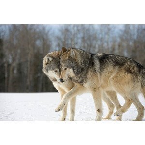 Umělecká fotografie Wolves (Canis lupus) nuzzling in snow, side view, John Giustina, (40 x 26.7 cm)