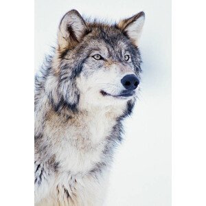 Umělecká fotografie Winter Timber Wolf, David A. Northcott, (26.7 x 40 cm)