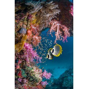 Umělecká fotografie Butterflyfish with soft corals., Georgette Douwma, (26.7 x 40 cm)